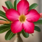 O-cuidado-certo-com-a-rosa-do-deserto-que-garante-mais-botoes-e-caudex-saudavel-1280x720-1