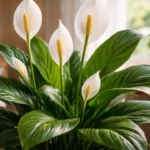 O-que-faz-o-lirio-da-paz-murchar-diariamente-e-como-um-ajuste-simples-muda-o-comportamento-das-folhas-1280x720-1