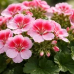 Podas-mal-feitas-reduzem-as-flores-do-geranio-da-India-veja-os-erros-mais-comuns-e-como-corrigir-1280x720-1