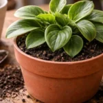 Trocar-o-vaso-da-peperomia-muitas-vezes-causa-um-estresse-que-trava-a-planta-sem-aviso-1280x720-1