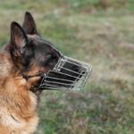 adoravel-pastor-alemao-com-focinho-ao-ar-livre-101225