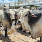 arrobadoboi_divulgacao-2