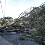arvore-caida-guarulhos-foto-Paulo-Pinto-Agencia-Brasil