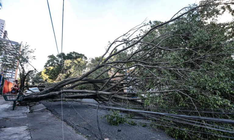 arvore-caida-guarulhos-foto-Paulo-Pinto-Agencia-Brasil