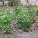 garantia-safra-221225