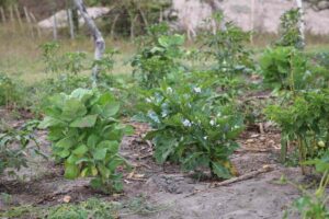 garantia-safra-221225