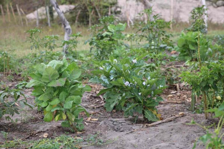 garantia-safra-221225