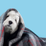 pet-cuidado-foto-divulgacao-