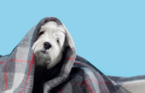 pet-cuidado-foto-divulgacao-