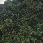 poste-fiacao-arvore-santo-a-ntonio-dos-prazeres-foto-paulo-jose-acorda-cidade-2