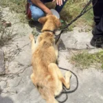 resgate-de-cao-abandonado-