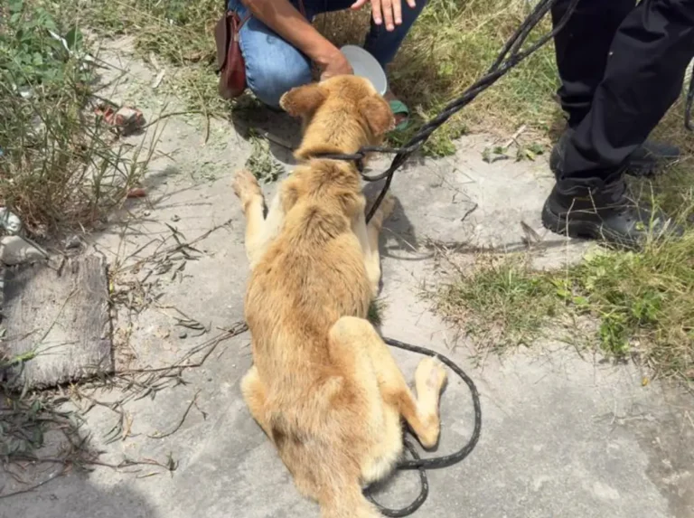 resgate-de-cao-abandonado-