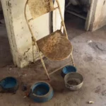 resgate-de-cao-abandonado-1