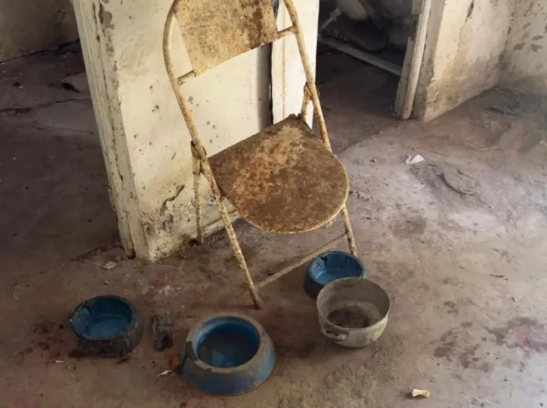 resgate-de-cao-abandonado-1