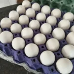 4509-achei-sudoeste-ovos