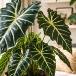 Alocasia-amazonica-o-ajuste-de-luz-que-faz-as-folhas-ficarem-ate-2-maiores-em-uma-estacao-1280x720-1