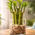 Bambu-da-sorte-7-combinacoes-de-hastes-que-deixam-o-vaso-equilibrado-e-chamam-atencao-1280x720-1