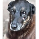 Cao-Orelha-Foto-Policia-Civil-de-Santa-Catarina-280126