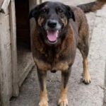 Cao-Orelha-Foto-Reproducao-300126