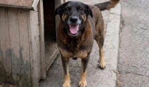 Cao-Orelha-Foto-Reproducao-300126