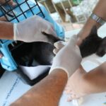 Conselho-de-Veterinaria-alerta-para-doenca-que-afeta-gatos-Foto-Tania-Rego-Agencia-Brasil