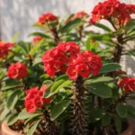 Coroa-de-cristo-quanto-sol-diario-garante-flores-constantes-o-ano-inteiro-1280x720-1