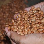 Distribuicao-de-Sementes-foto-Jorge-Magalhaes-e-ACM-