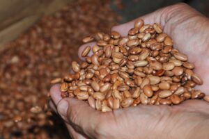 Distribuicao-de-Sementes-foto-Jorge-Magalhaes-e-ACM-