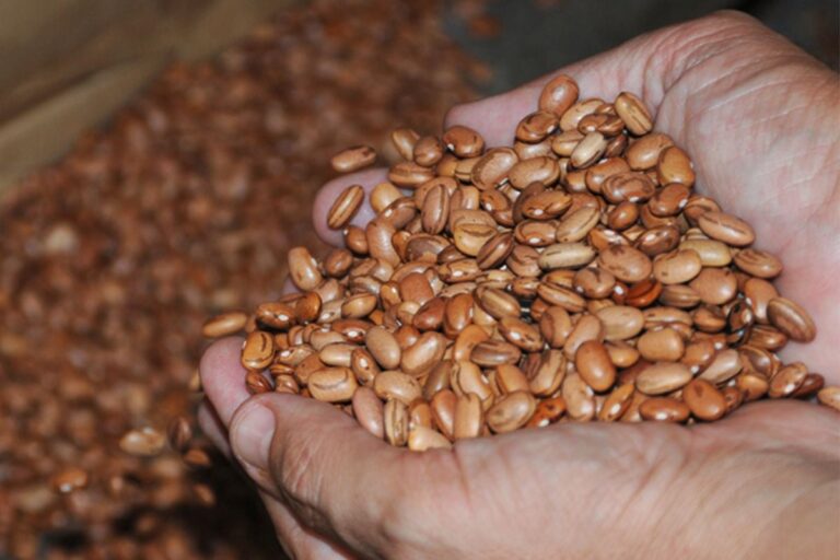 Distribuicao-de-Sementes-foto-Jorge-Magalhaes-e-ACM-