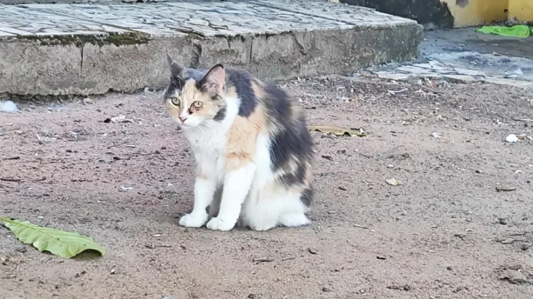 Envenenamento-e-maus-trataos-a-gatos-no-Campo-Limpo-ft-ed-santos-acorda-cidade-7