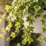 Hera-inglesa-ramos-fracos-O-crescimento-acelerado-que-suga-a-forca-da-planta-1280x720-1