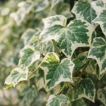 Hera-variegata-3-ajustes-de-luz-que-recuperam-o-desenho-branco-das-folhas-sem-quimica-1280x720-1