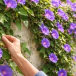 Ipomeia-roxa-5-conducoes-que-transformam-seu-muro-em-um-painel-florido-de-impacto-1280x720-1