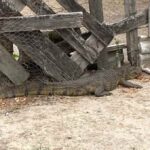 Jacare-e-encontrado-proximo-a-fabrica-no-bairro-Gabriela-Foto-Reproducao-258-190126