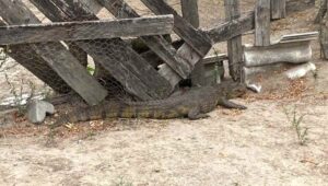 Jacare-e-encontrado-proximo-a-fabrica-no-bairro-Gabriela-Foto-Reproducao-258-190126