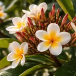 Jasmim-manga-5-semanas-de-seca-controlada-que-forcam-a-explosao-de-botoes-1280x720-1