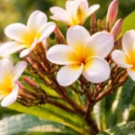 Jasmim-manga-5-semanas-de-seca-que-estimulam-botoes-1280x720-1