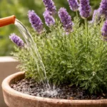 Lavanda-brasileira-5-erros-de-rega-que-levam-a-morte-silenciosa-1280x720-1