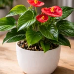 Mini-anturio-qual-o-tamanho-minimo-de-vaso-para-folhas-brilhantes-1280x720-1