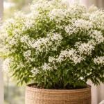 Neve-da-montanha-o-local-da-casa-que-dobra-a-ramificacao-floral-em-menos-de-8-semanas-e-poucos-cultivadores-exploram-1280x720-1