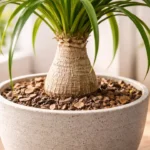 Nolina-por-que-menos-agua-fortalece-o-tronco-com-o-tempo-1280x720-1