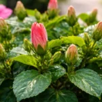 O-tipo-de-agua-que-deixa-o-hibisco-cheio-de-botoes-2-semanas-antes-da-primavera-1280x720-1
