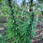 PM-erradica-cerca-de-22-mil-pes-de-maconha-