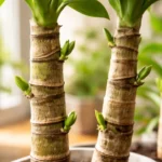 Pau-dagua-4-nos-exatos-que-garantem-multiplicacao-rapida-e-sem-falhas-1280x720-1