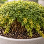 Planta-bola-por-que-o-excesso-de-agua-faz-perder-o-formato-arredondado-1280x720-1