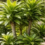 Pleomele-4-cortes-estrategicos-que-engrossam-o-caule-e-salvam-a-estrutura-da-planta-1280x720-1