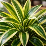 Pleomele-tricolor-o-motivo-escondido-que-faz-as-cores-sumirem-mesmo-com-luz-1280x720-1