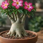 Rosa-do-deserto-6-erros-de-vaso-que-impedem-o-caule-de-engrossar-de-vez-1280x720-1