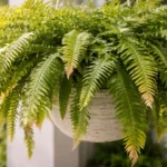 Samambaia-havaiana-4-erros-de-vento-que-detonam-as-folhas-e-acabam-com-o-visual-1280x720-1