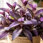 Tradescantia-pallida-perdeu-o-roxo-intenso-O-sol-que-passa-do-limite-por-horas-seguidas-1280x720-1